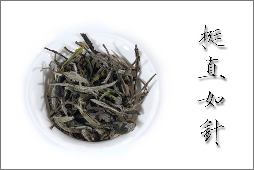 2014年春茶太姥山珍稀野生白牡丹35g罐装散茶福鼎白茶国之白茶福建