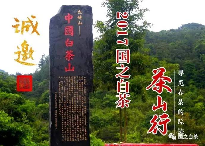 国之白茶