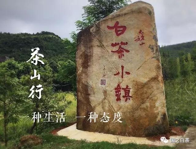 国之白茶