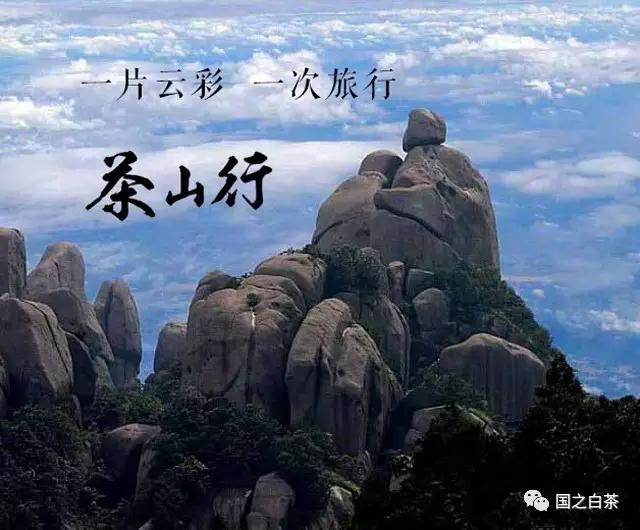国之白茶