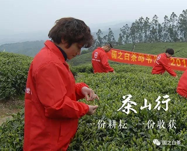 国之白茶 国之白茶