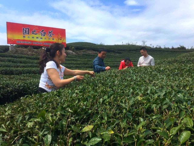 国之白茶