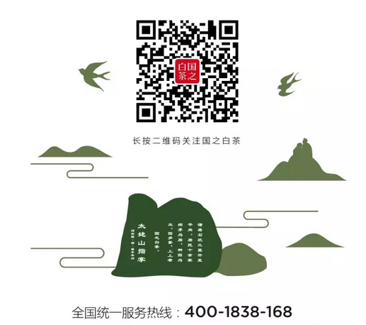 国之白茶