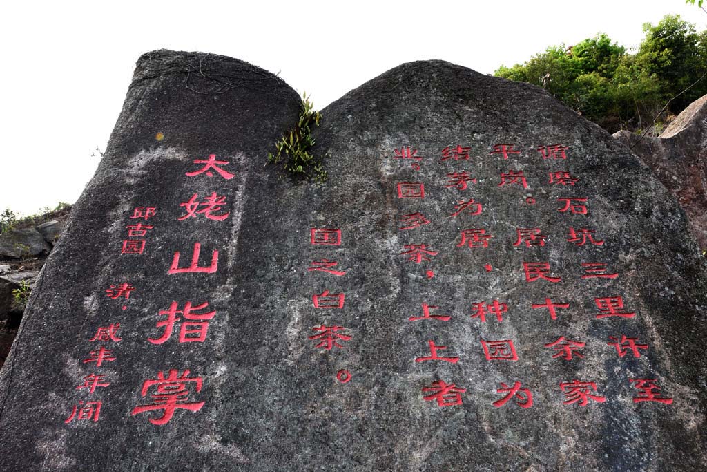 国之白茶