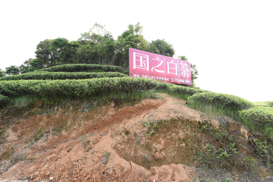 国之白茶